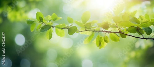 The sunlight filters through the green leaves on a tree branch, creating a beautiful natural landscape with a mix of Plant, Twig, Tree, Sky, and Terrestrial plant