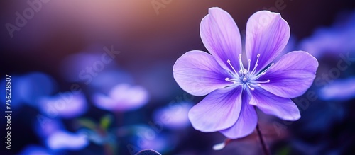 A close up of a violet herbaceous plant with vibrant purple petals, set against a blurry background of magenta and electric blue hues