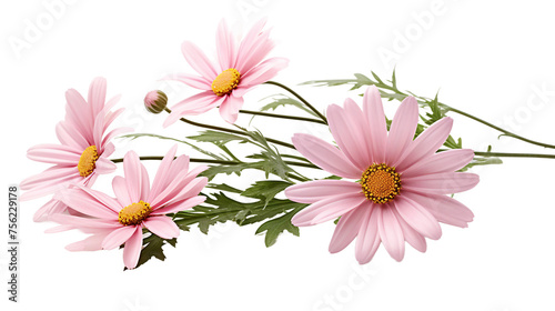 Captivating Botanical Beauty: Pink Daisies in a Romantic Floral Arrangement on a Transparent Background, Perfect for Elegant Decor and Modern Aesthetics