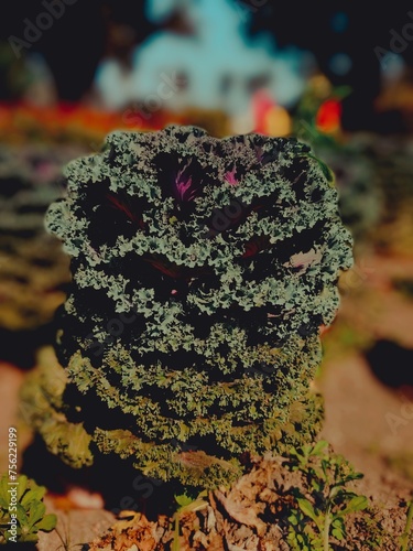 Fotografija Ornamental kale frost covered on autumn morning with blurry background