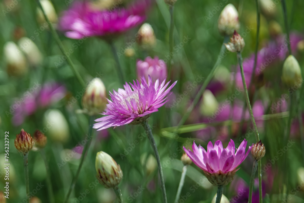 Beautiful wild purple flowers in the summer garden Beautiful wild purple flowers in the summer garden