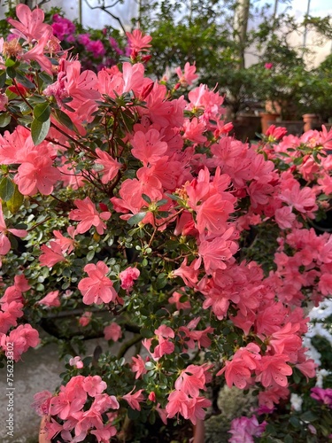 Colorful blooming Rhododendrons and Azaleas bushes in the greenhouse.first spring flowers. Nature background.