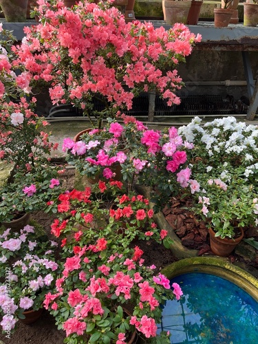 Wallpaper Mural Colorful blooming Rhododendrons and Azaleas bushes in the greenhouse.first spring flowers. Nature background. Torontodigital.ca