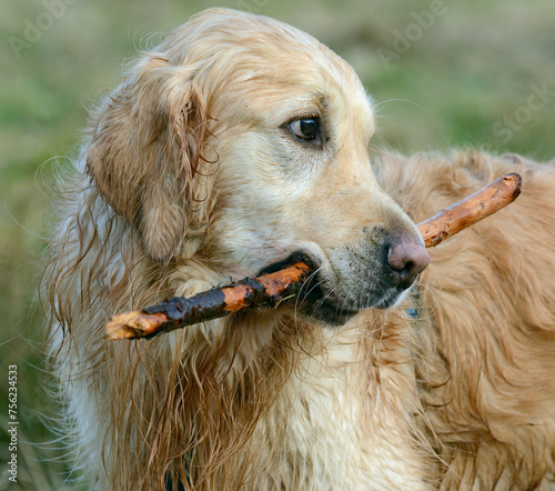 Pies rasy Golden retriever  © Hanna