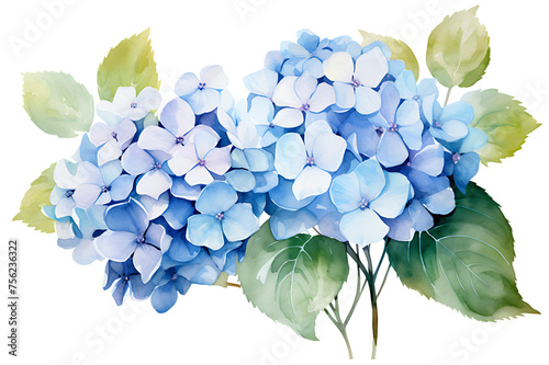 watercolor painting realistic Blue hydrangea flowers, branches and leaves on white background. Clipping path included.