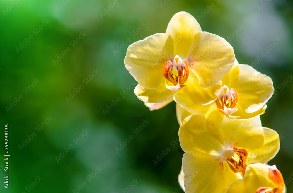 Obraz premium yellow Orchid branch on green natural background 