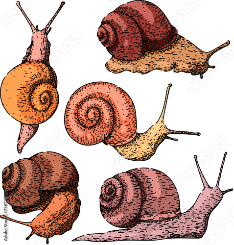 snail set hand drawn. object slug, slow insect, plant invertebrate snail vector sketch. isolated color illustration