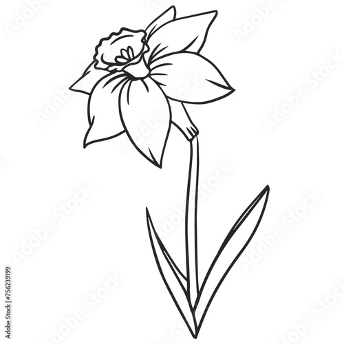 Daffodil Narcissus Flower