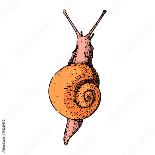 insect snail hand drawn. plant invertebrate, wood cute, start mollusk insect snail vector sketch. isolated color illustration