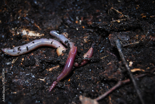 worms on the black ground in the forest