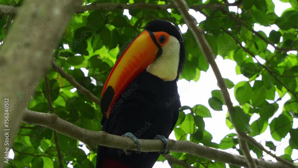 Exotic toco toucan, (ramphastos toco) perched on tree branch under the canopy, cleaning its enormous bill by rubbing and wiping against the body, wondering around the surroundings, close up shot. Exotic toco toucan, (ramphastos toco) perched on tree branch under the canopy, cleaning its enormous bill by rubbing and wiping against the body, wondering around the surroundings, close up shot.