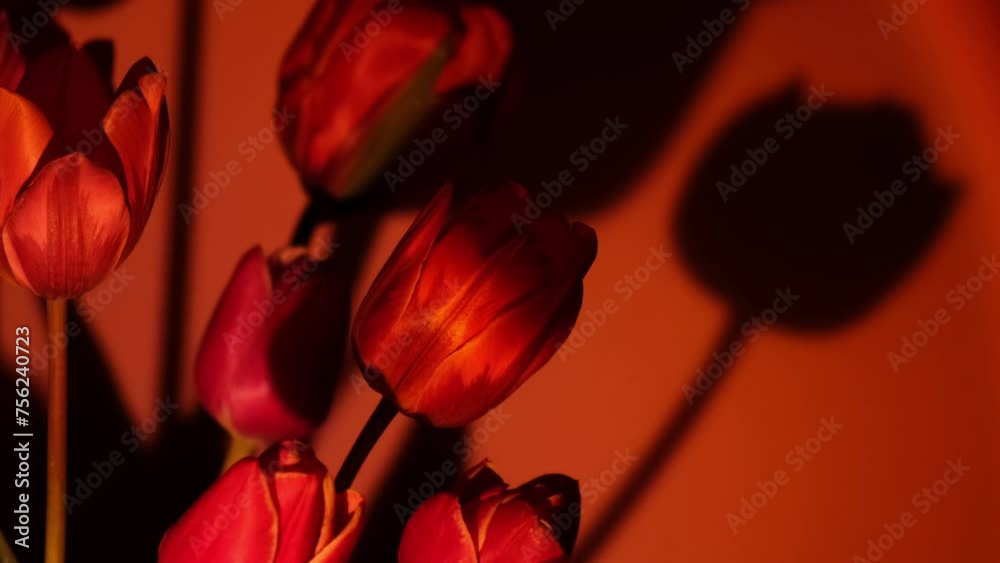 Pink colored tulip flower in red neon light on blue and purple gradient background in the night light. Flowers for decoration. Creative dark holiday concept. Floral bouquet of fresh flowers. Aesthetic