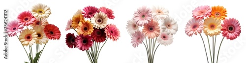 Collection set bunch of colourful multi colour bright pastel stalk of Gerber Gerbera Daisy daisies flower floral on transparent background cutout, PNG file. Mockup template artwork graphic design