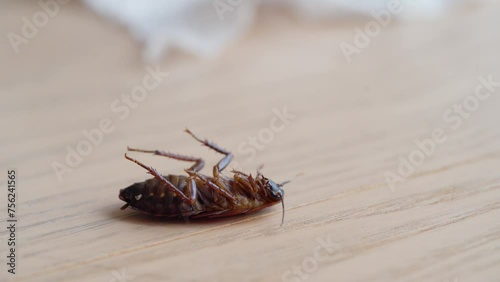 Gross Dead Giant Cockroach On Kitchen Counter - Macro Shot photo