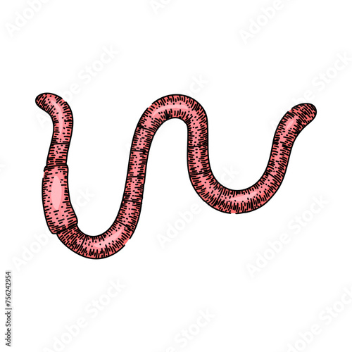 earthworm worm hand drawn. apple soil, simple vector, earth pink earthworm worm vector sketch. isolated color illustration