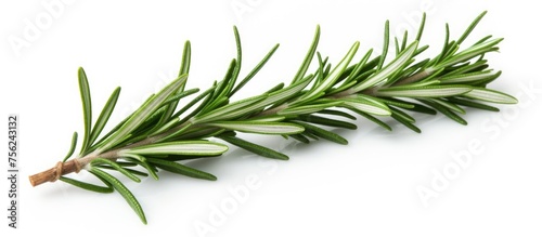 A close up of a small branch of evergreen rosemary, a flowering plant commonly used as an ingredient in cooking, set against a white background
