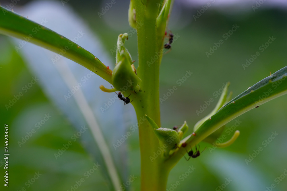 Macro Photography. Selective Focus. Close Up shot of black ants crawling on Flower stem. Beautiful animal life in nature, animal themes, animal behavior. Shot in Macro lens Macro Photography. Selective Focus. Close Up shot of black ants crawling on Flower stem. Beautiful animal life in nature, animal themes, animal behavior. Shot in Macro lens