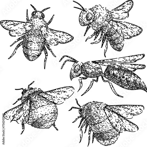 bee set hand drawn. pollinate honey, cute black, fly sketch bee vector sketch. isolated black illustration