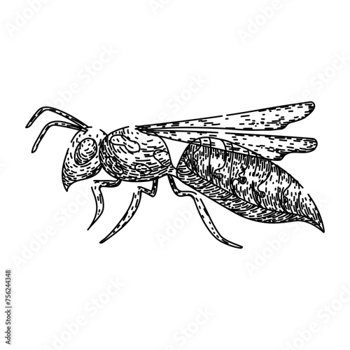 bumble bee hand drawn. flower pollinate, honey cute, black fly bumble bee vector sketch. isolated black illustration
