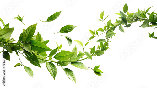 A dynamic arc of green leaves and tender stems, conveying the concept of growth and vitality. The leaves are spread out, suggesting movement and natural flow. photo