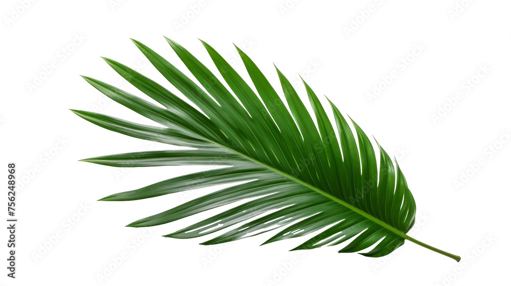 Fototapeta premium Tropical green palm leaf isolated on transparent background