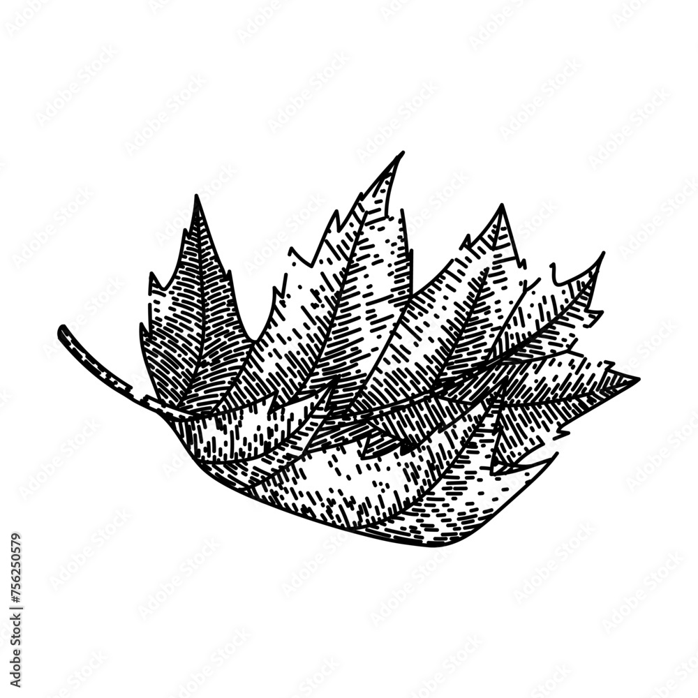 Obraz premium leaves maple leaf hand drawn. vector , red fall leaves maple leaf vector sketch. isolated black illustration