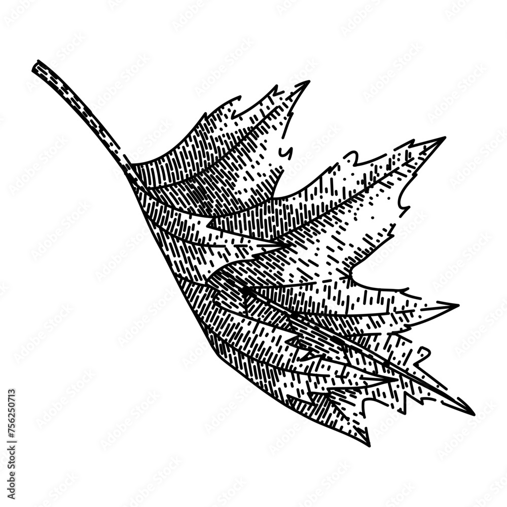Fototapeta premium maple leaf hand drawn. red, fall foliage maple leaf vector sketch. isolated black illustration