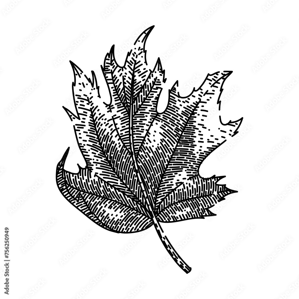 Obraz premium autumn maple leaf hand drawn. leaves vector, autumn maple leaf vector sketch. isolated black illustration