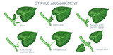 Printstipule arrangement vector. Types of stipules in leaf. Botany and its branches students study material. Anatomy and cross section image. realistic Illustrated guide to stipule types.