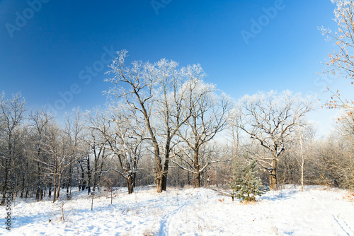 Winter landscape of frosty trees on foggy background © Iryna