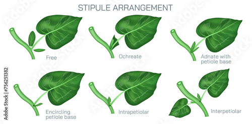 Printstipule arrangement vector. Types of stipules in leaf. Botany and its branches students study material. Anatomy and cross section image. realistic Illustrated guide to stipule types. photo