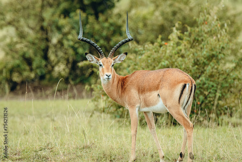 impala in the savannah