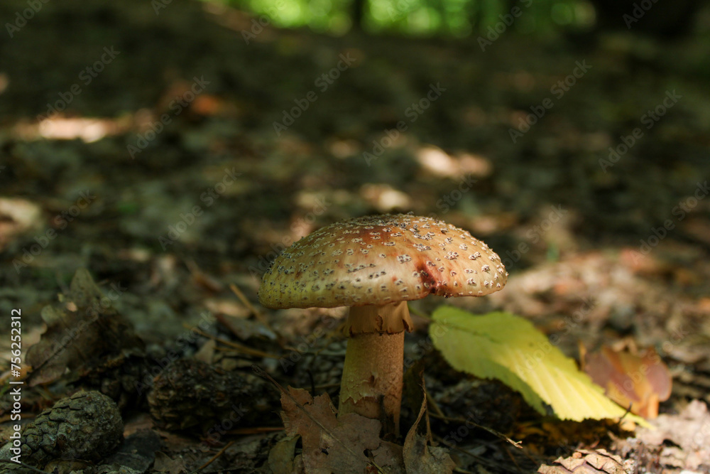An unknown mushroom in a summer forest between cones An unknown mushroom in a summer forest between cones