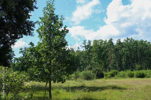 Field boundary and forest against a bright blue sky