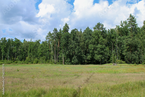 A field against a forest, on a warm summer's day.