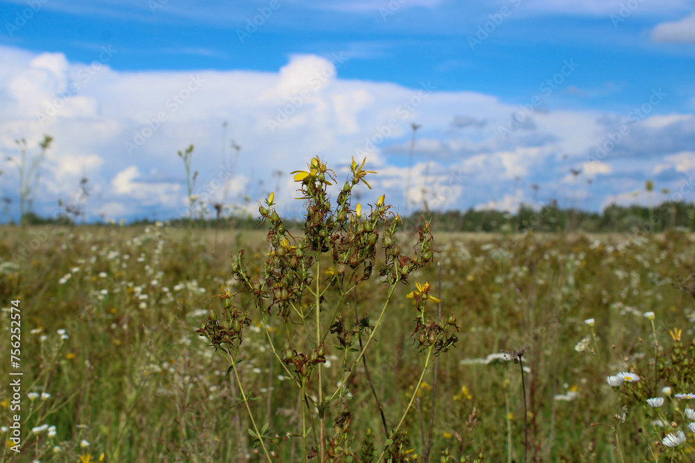Obraz premium Yellow wildflower against a blue sky