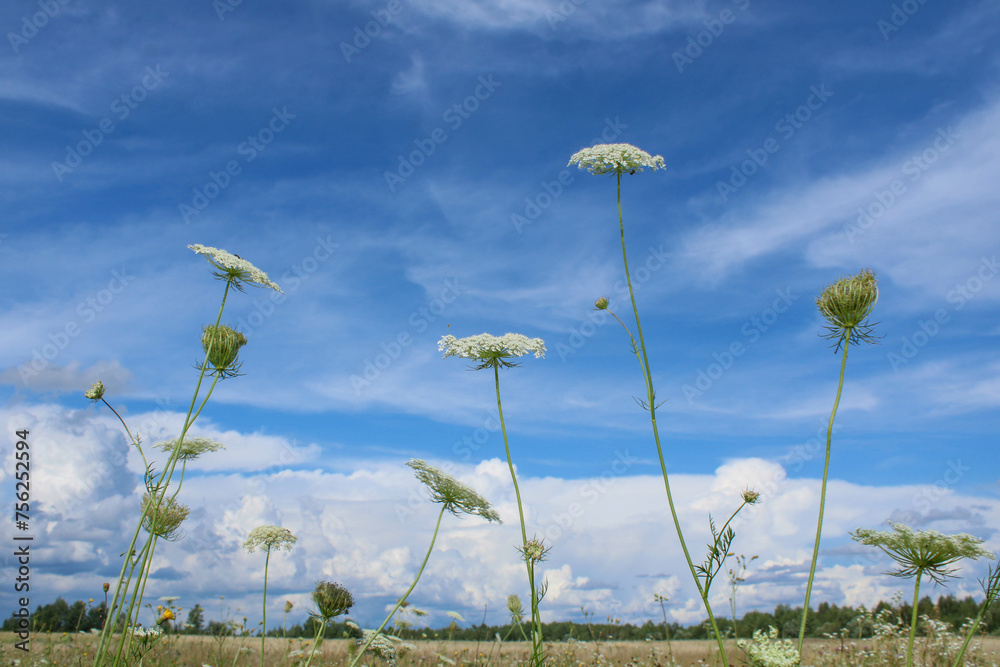 Φωτογραφία Wildflowers against the sky with a flood of clouds and forest at the bottom of t