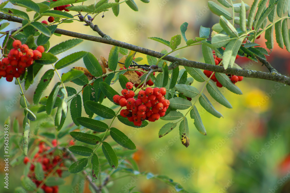 Red berries on a warm summer evening. Red berries on a warm summer evening.