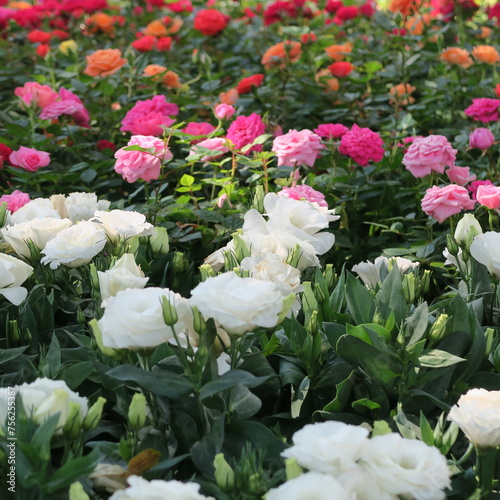 lots of small colorful rose flowers
