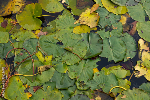Autumn leaves of water lilies on the pond.