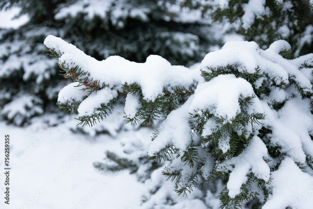 Blue spruce, Picea pungens, branches covered with snow.