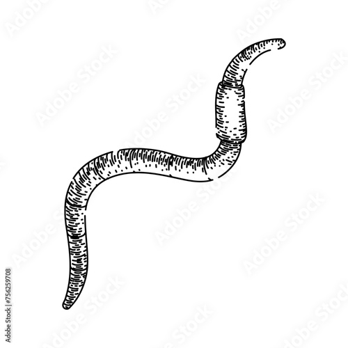 simple worm hand drawn. vector earth, pink compost, garden food simple worm vector sketch. isolated black illustration
