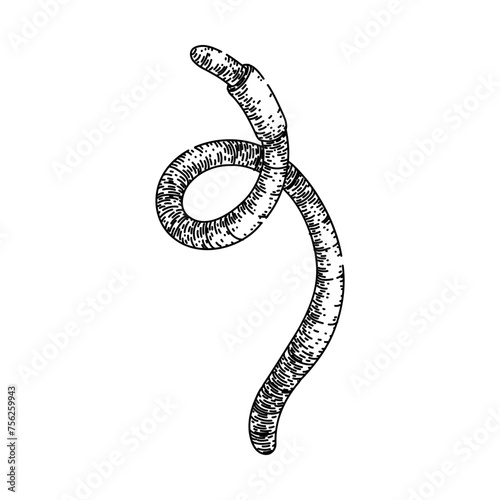worm hand drawn. earth pink, compost garden, food illustration worm vector sketch. isolated black illustration