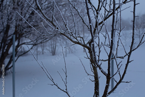 Close-up of a young tree in frost in winter