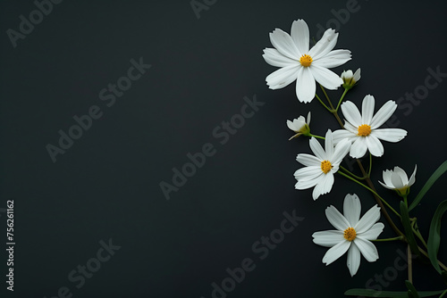 white minimal tiny flowers isolated on copy space black background, White blossoms in black backdrop, Beautiful jasmine flowers blooming, jasmine flowers on black surface, Orchid flower arrangements