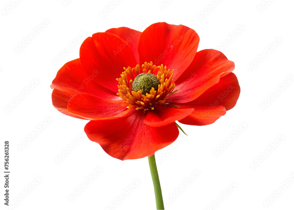 Red anemone flower isolated on transparent background Red anemone flower isolated on transparent background