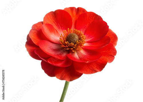 Red anemone flower isolated on transparent background