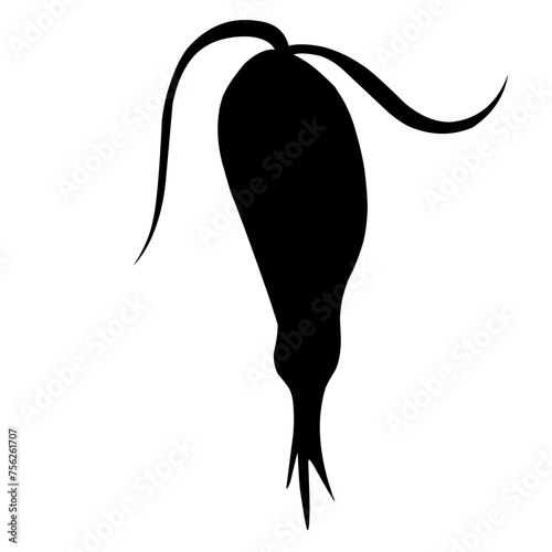 Sillhouette Copepod Microorganisms