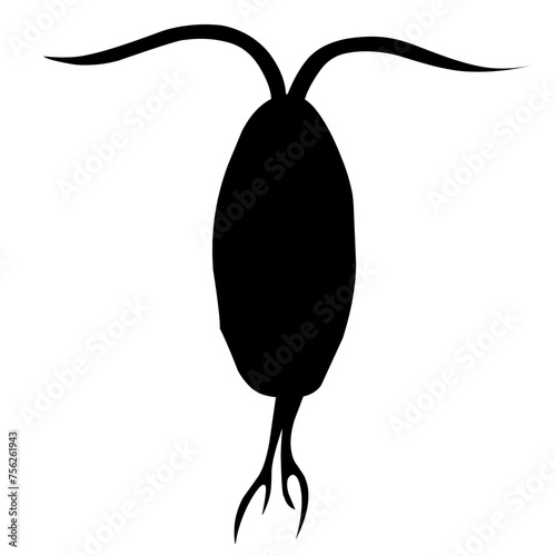 Sillhouette Copepod Microorganisms