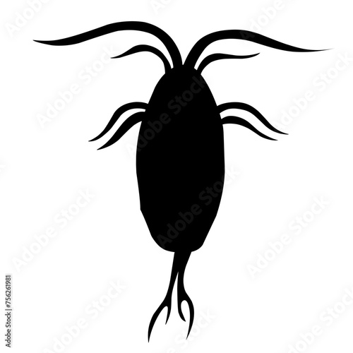 Sillhouette Copepod Microorganisms